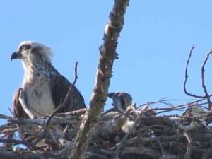 Osprey