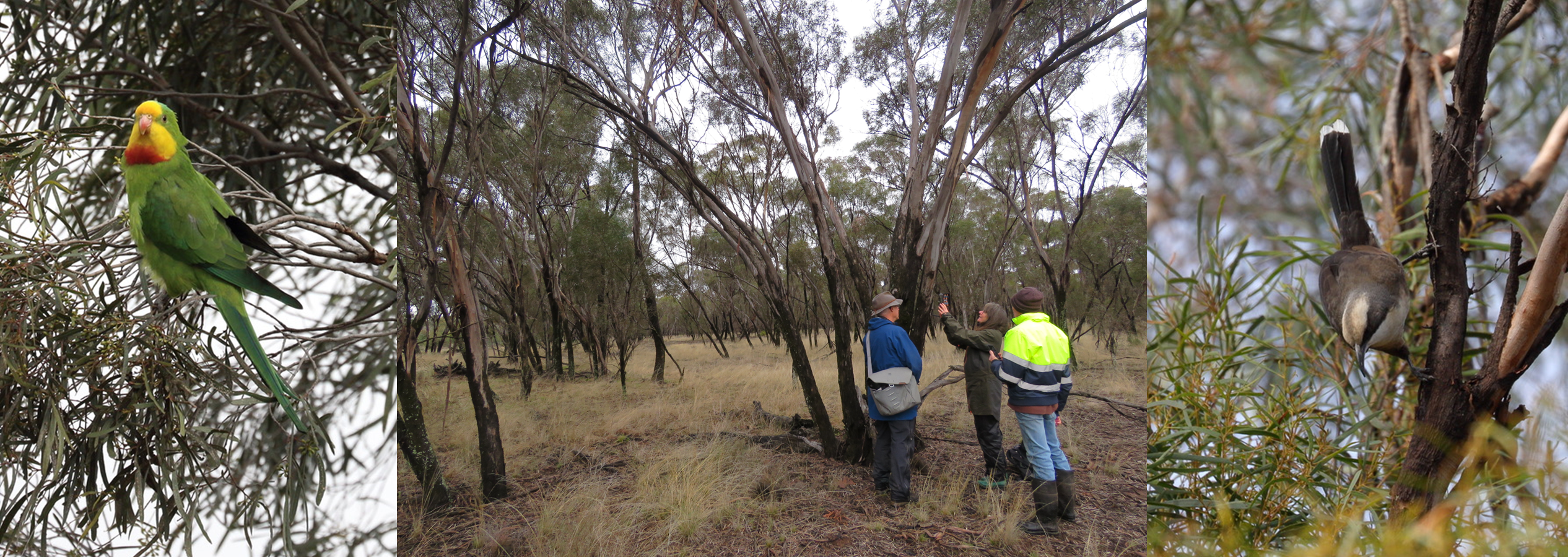 Superb Parrot Polytelis swainsonii, 3 people installing a remote monitoring camera, a Grey-crowned Babbler Pomatostomus temporalis