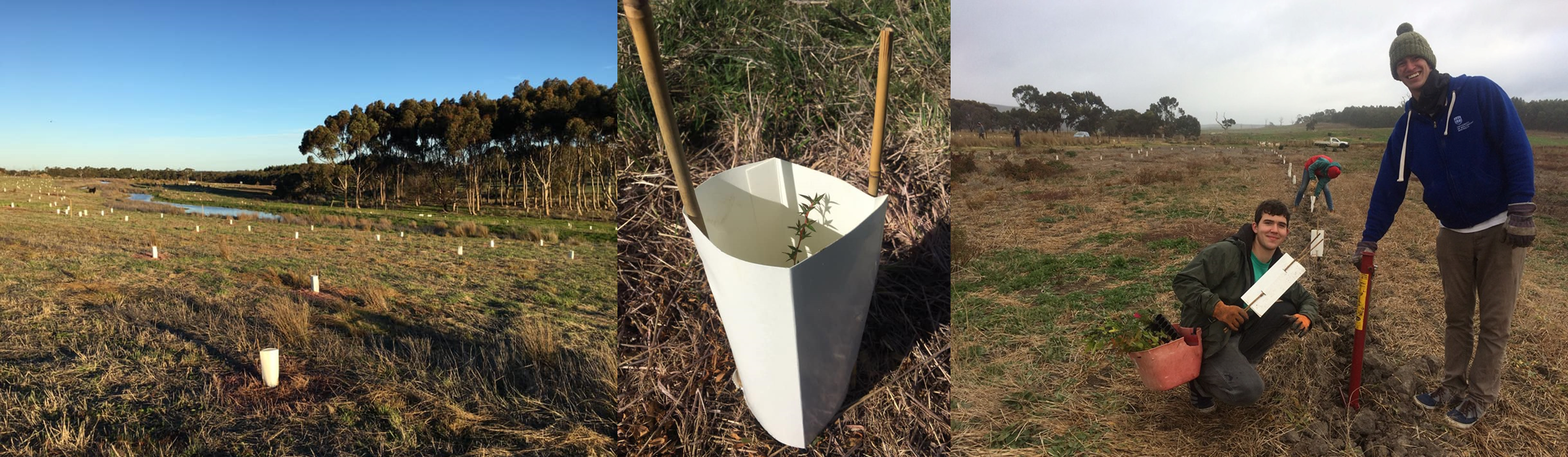 Photos of planters and planted trees on a property in Victoria