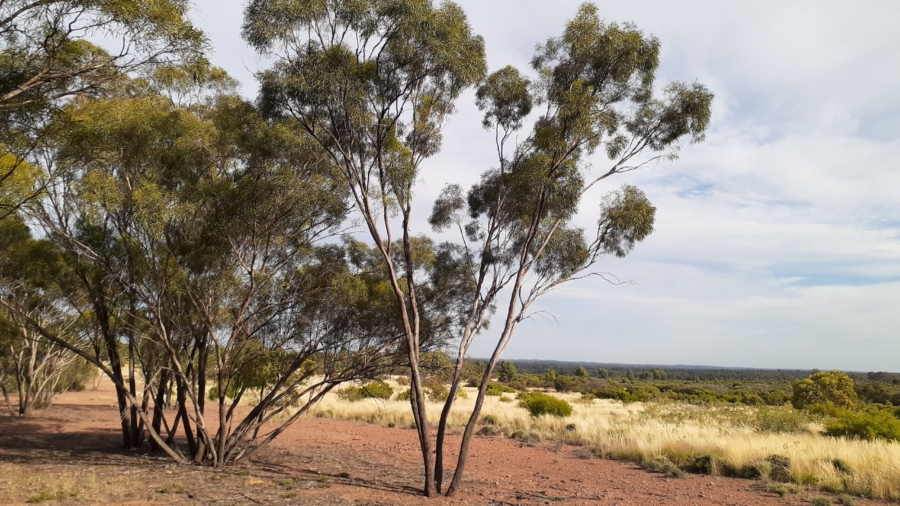 Sweeping view of revegetated farmland from a short rise with Mallee eucalypts and red soil.