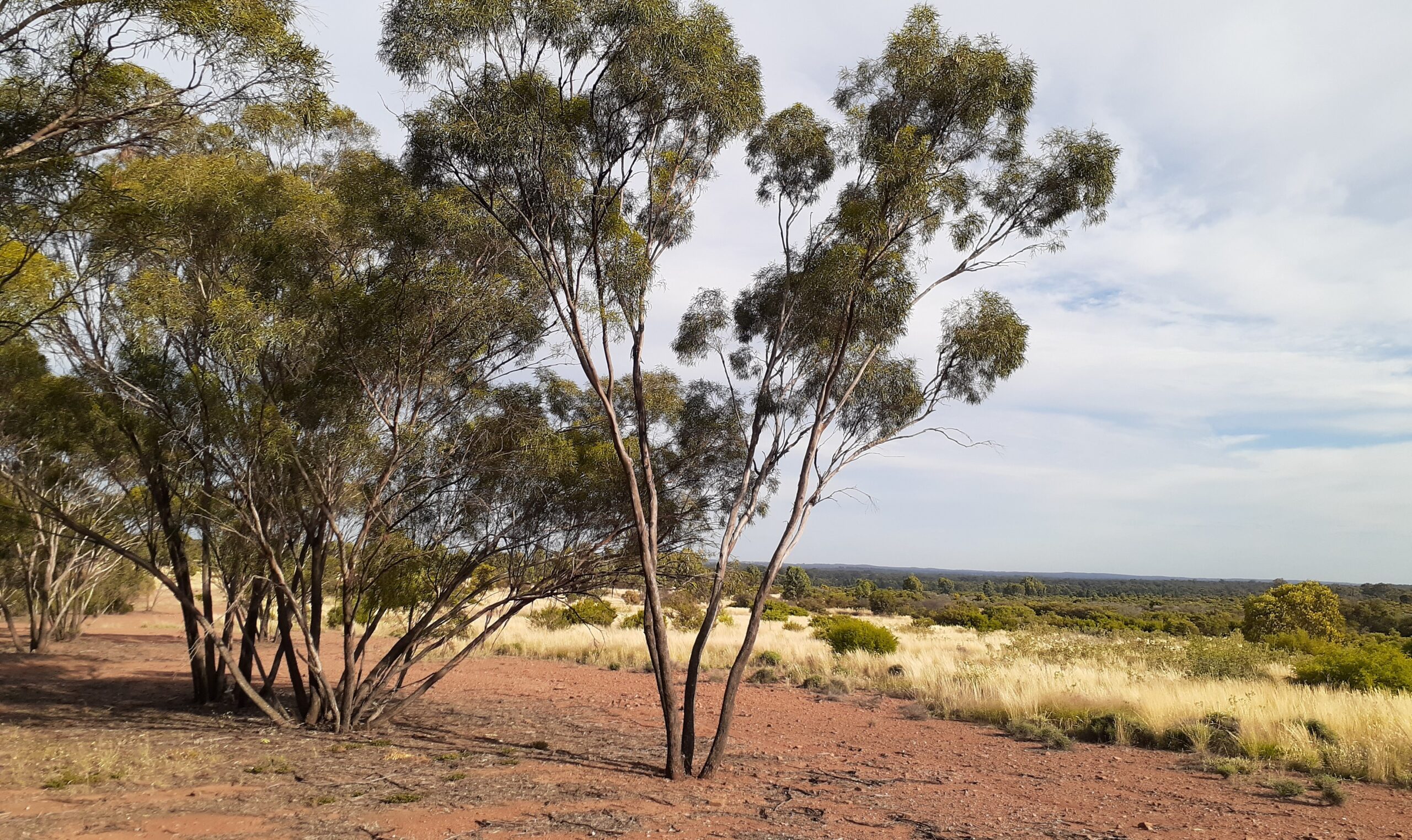 Sweeping view of revegetated farmland from a short rise with Mallee eucalypts and red soil.