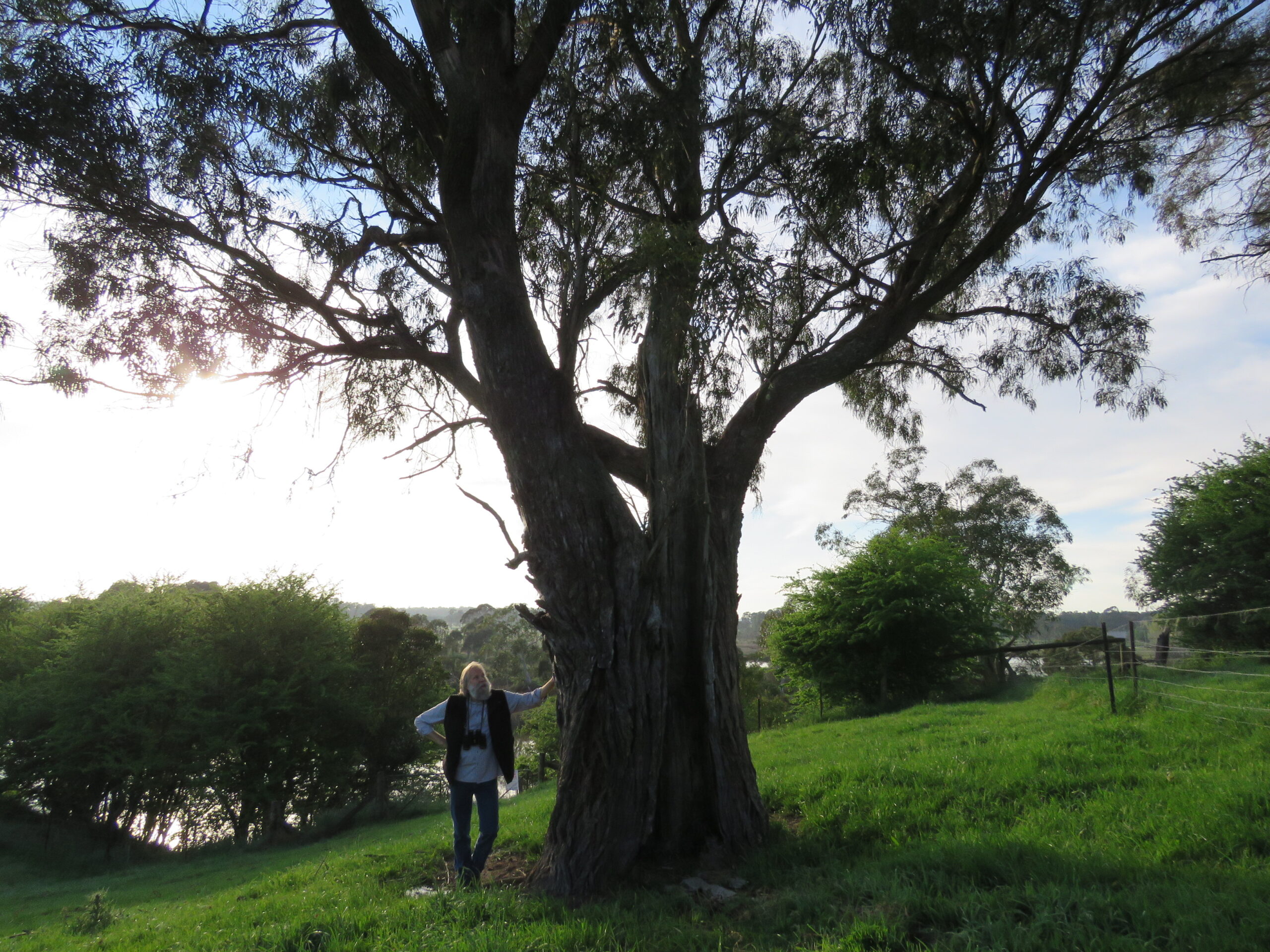 Remnant Eucalyptus macarthurii on the Capernwray property