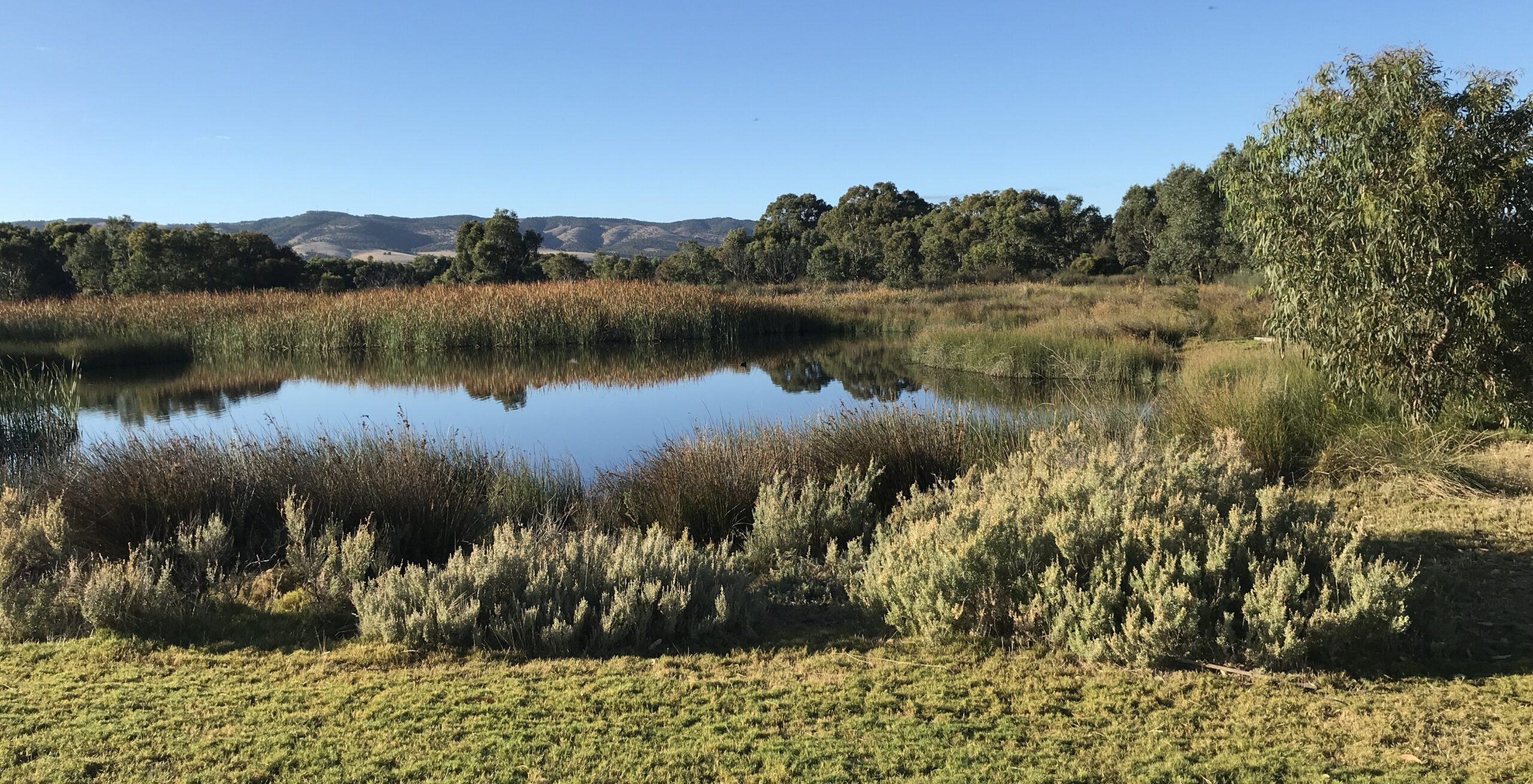 A panoramic photo of the wetlands at Hart Road