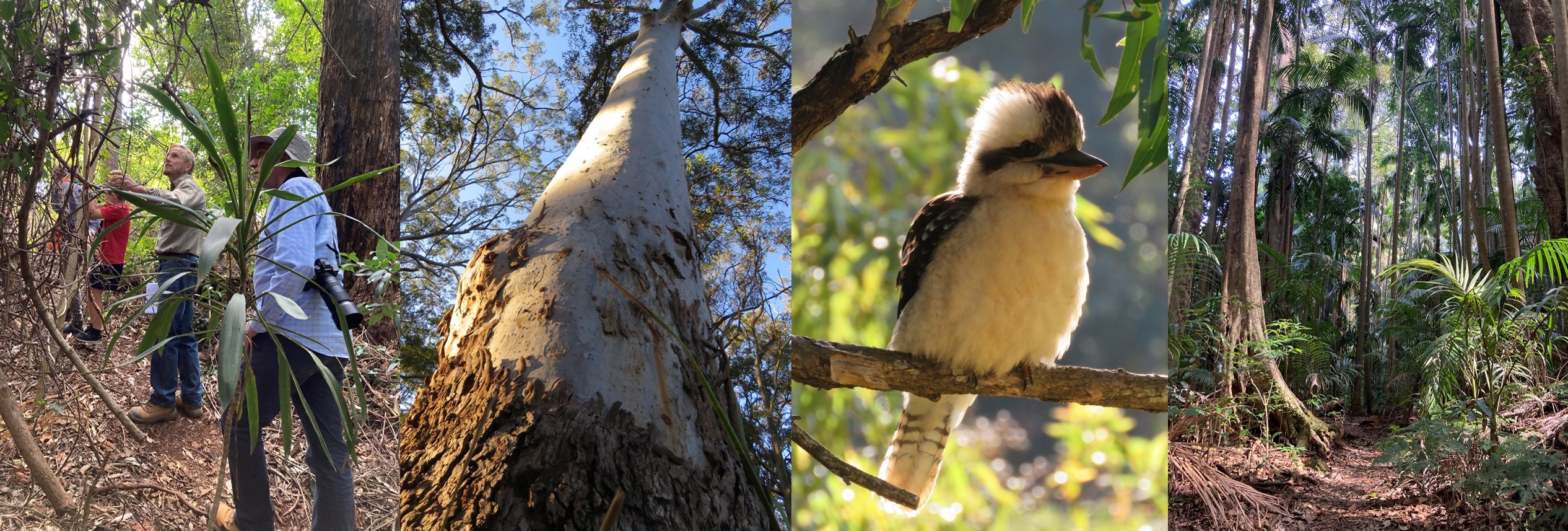 People walking through the rainforest onsite, a towering eucalypt, a Laughing Kookaburra Dacelo novaeguineae, palm forest on Mount Tamborine