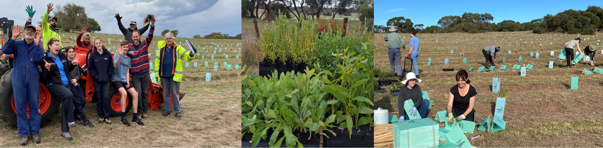 A group of tree planters and trays of tubestock