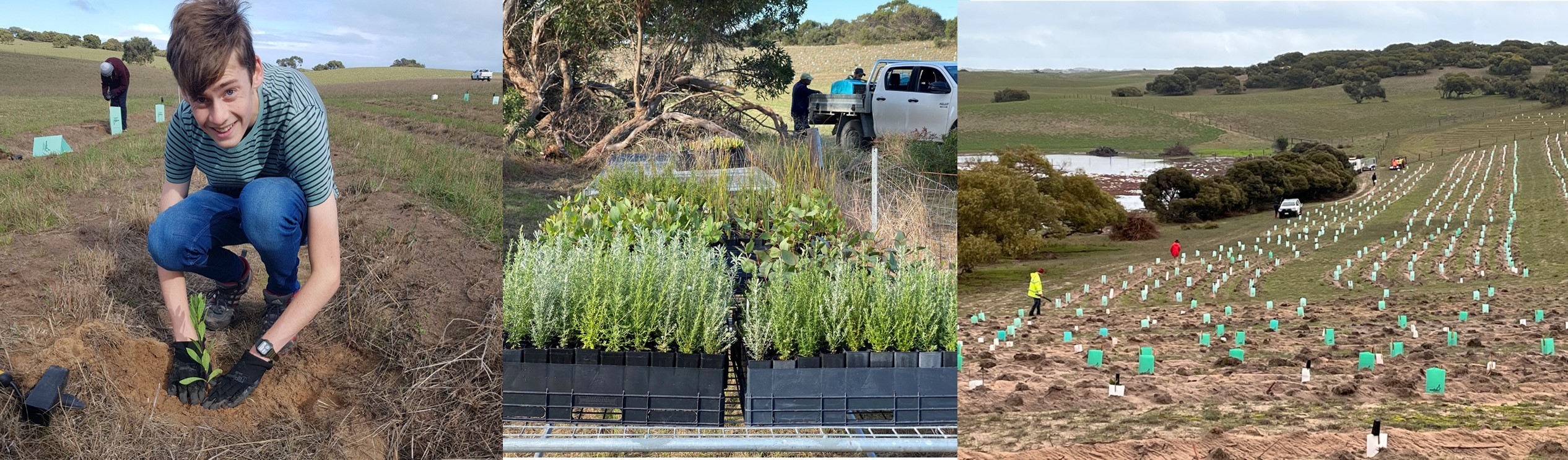 A boy planting a tree, trays of tubestock and a view over the field being planted with hundreds of tree guards visible