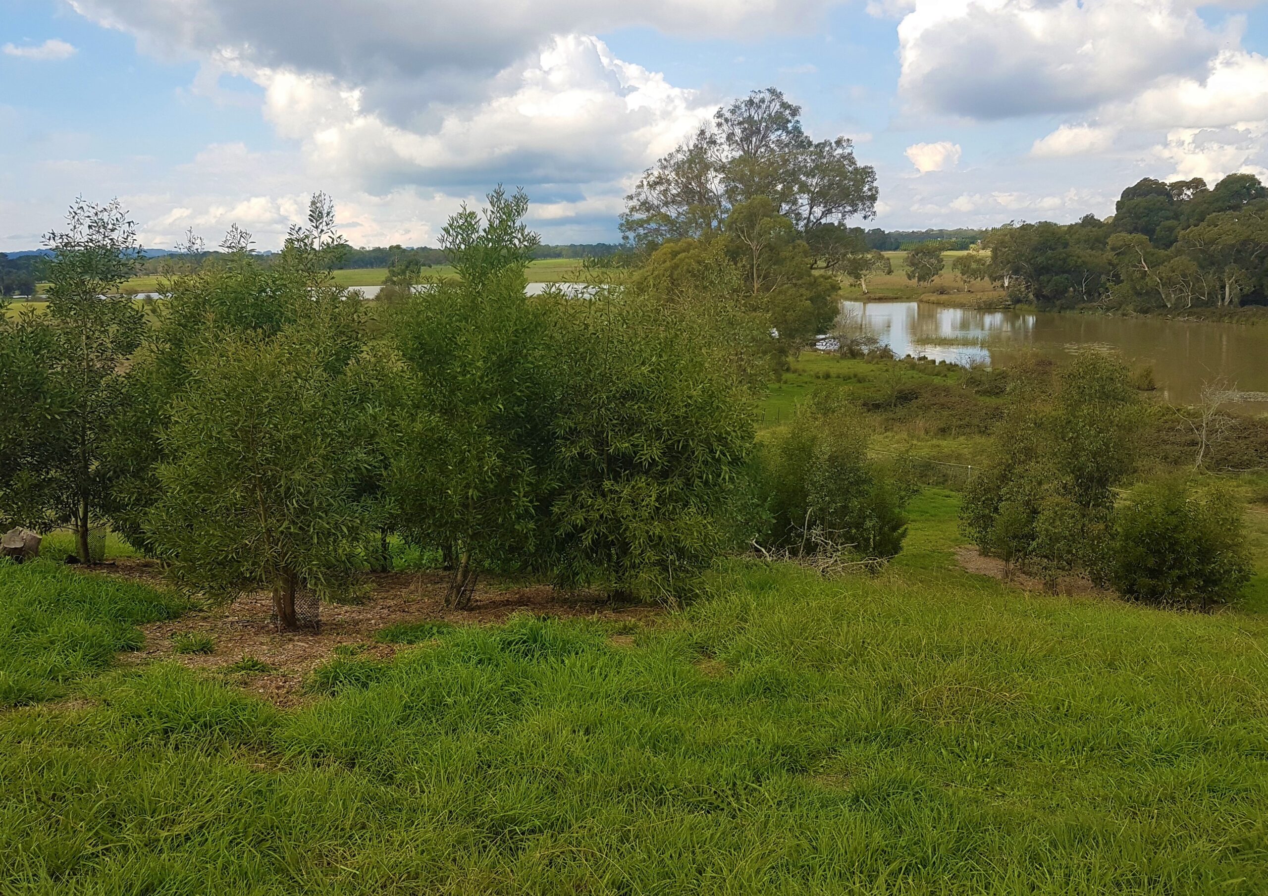 The corner planting site near the river showing good establishment and growth three years after planting