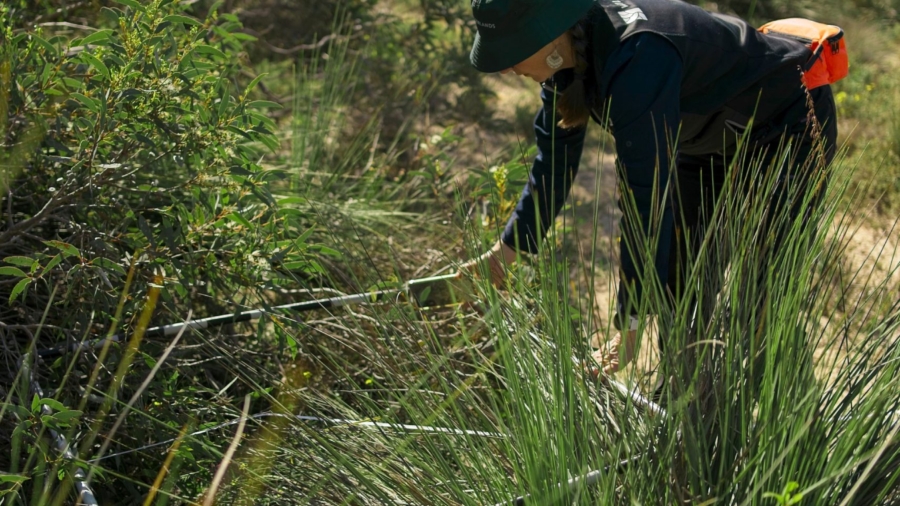 A woman conducting vegetation monitoring at Mount Sandy with a gradrant