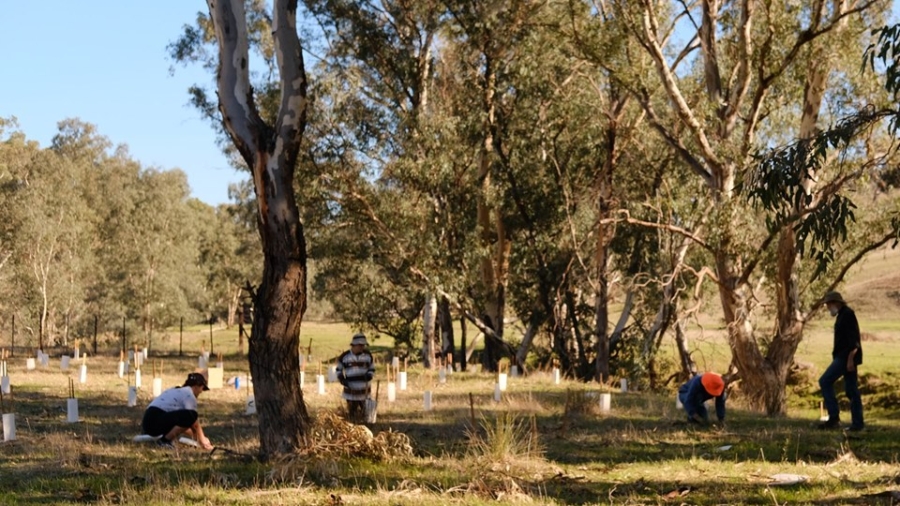 planting in woodland