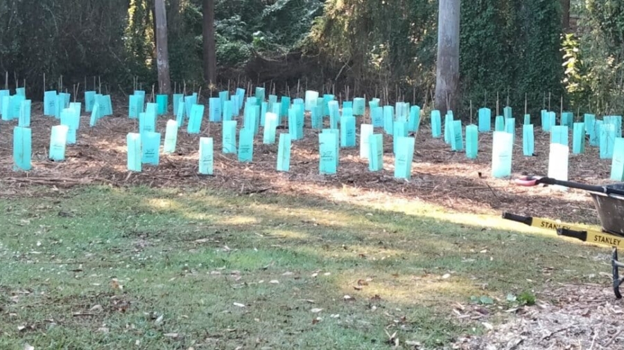planted trees at Mount Tamborine in September 2024