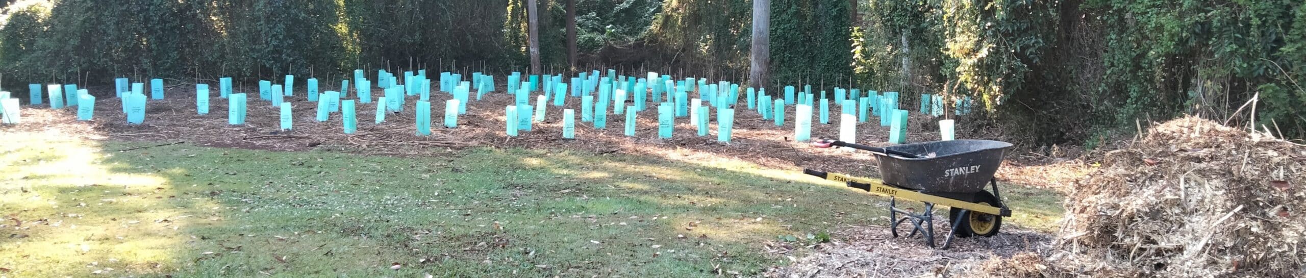 planted trees at Mount Tamborine in September 2024